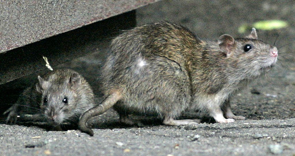 Two wild rats emerge from a sewer drain, Boston