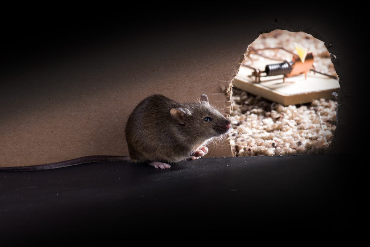 Mouse peering out of mouse hole to see mouse trap.