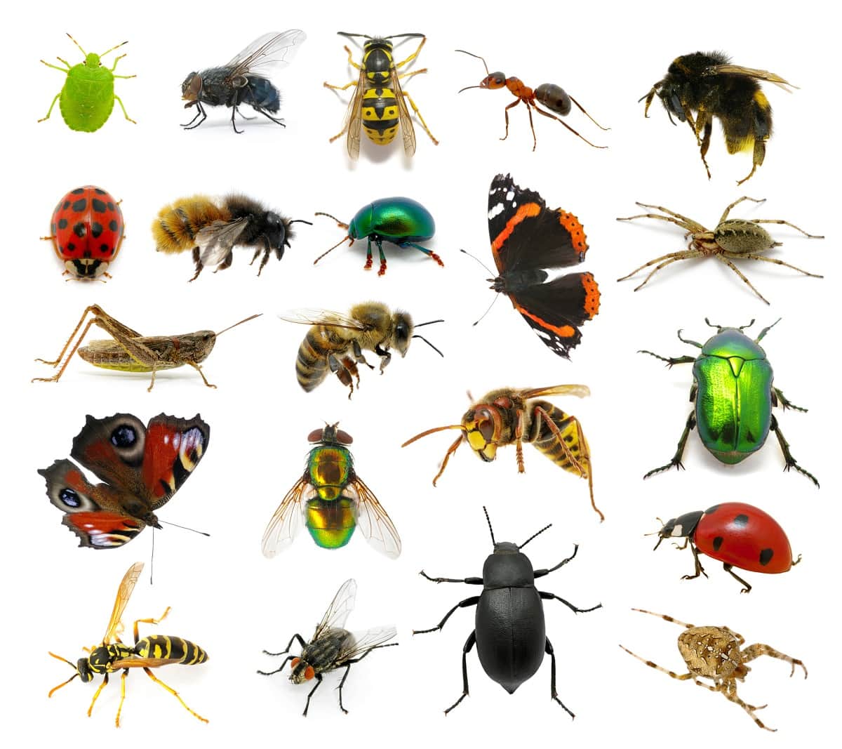 Springtime pests including beetles, wasps, and more.
