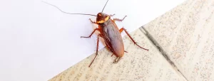 Cockroach