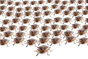 A1Exterminators stink bug army