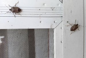Stink Bugs In House