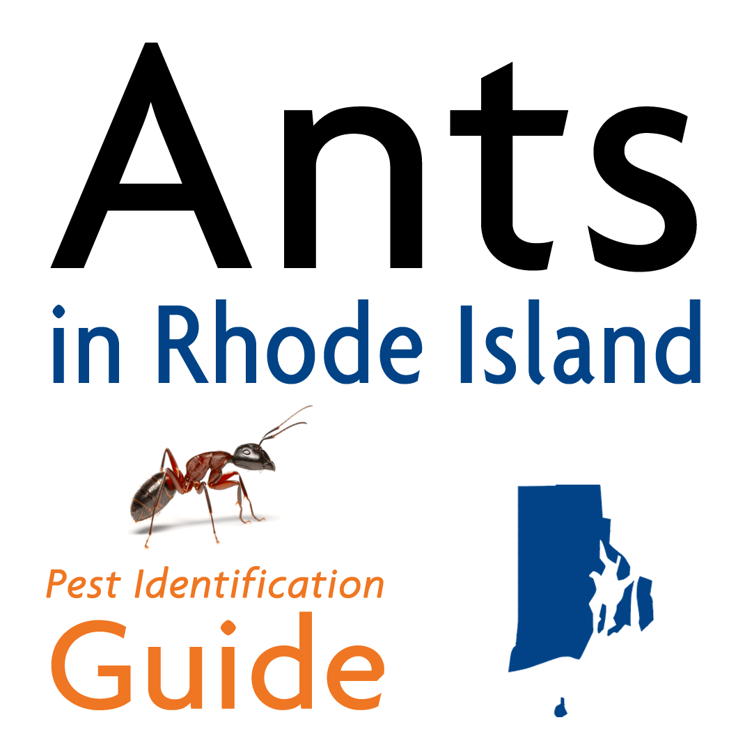 Ants in Rhode Island: Pest Identification Guide from A1 Exterminators