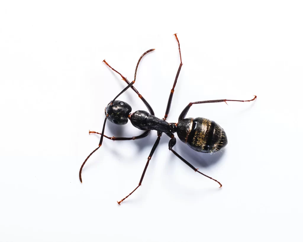 Image of a Carpenter Ant from A1 Exterminators
