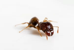 Image of Coastal Brown Ant from A1 Exterminators