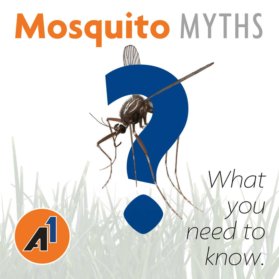Mosquito Myths: What you need to know.