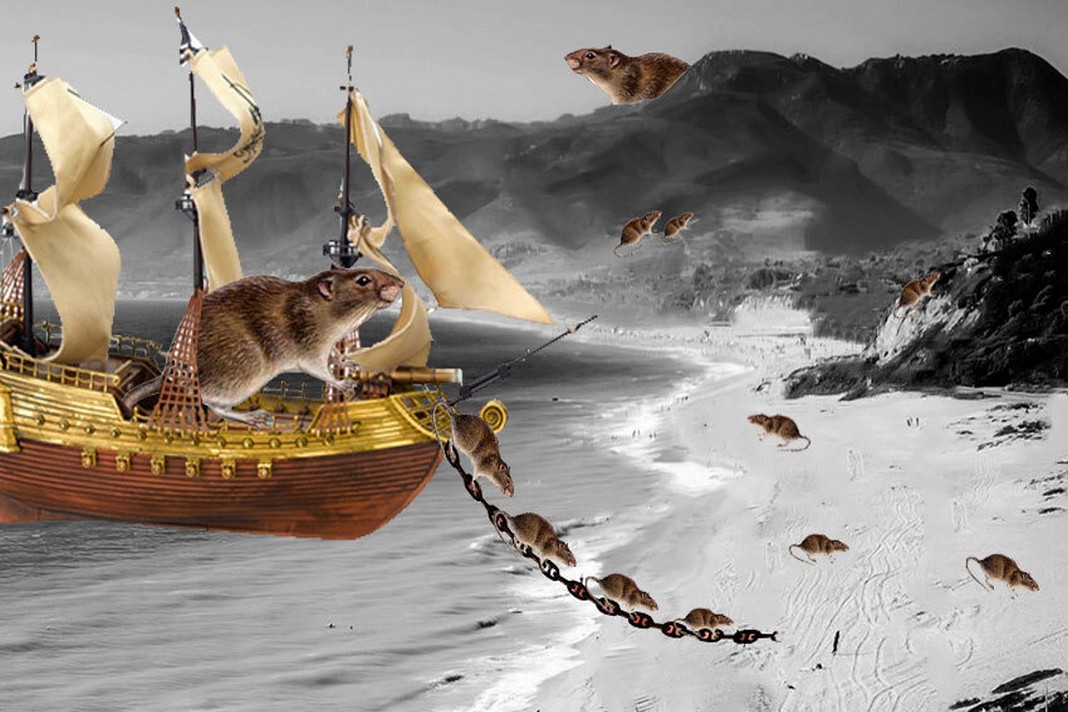 A1Exterminators Pilgrims, Rats, and the Epidemic that Altered America 1 Norway Rats docking