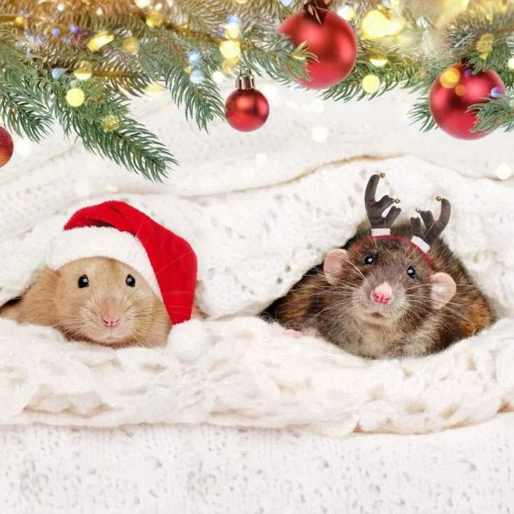 Cute Christmas Rodents