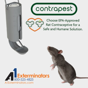 ContraPest is the first EPA-Approved Rat Contraceptive, now available through A1 Exterminatos.