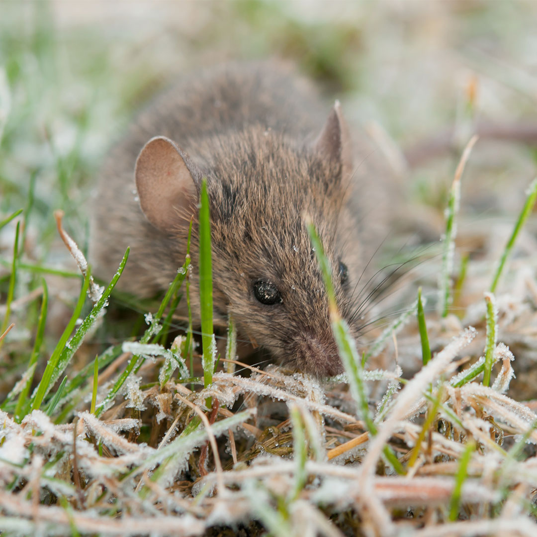 Mouse in the snow