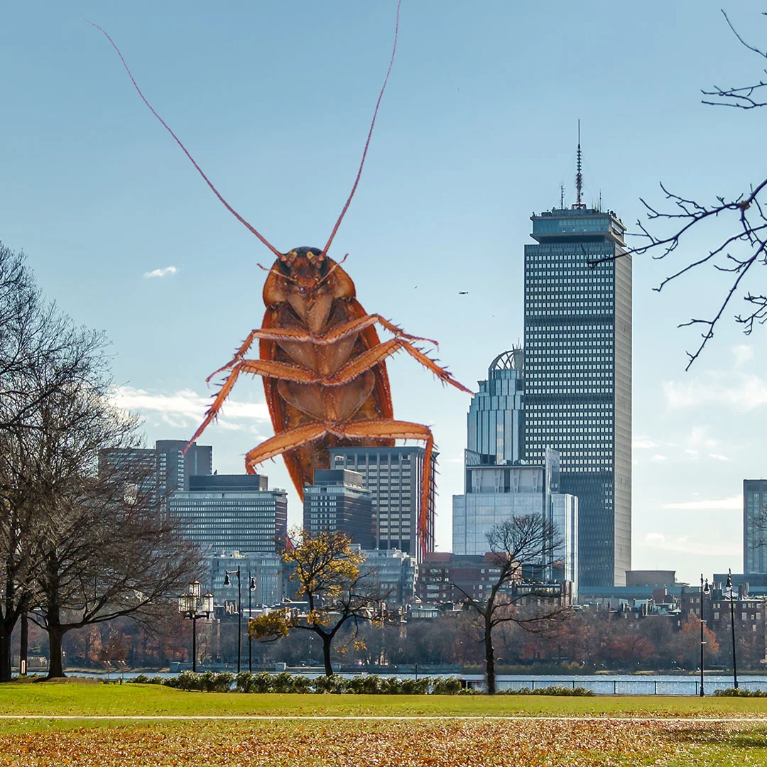 A1Exterminators A1 Exterminators: Boston, You’re Our Home! 1 Giant cockroach over Boston by A1 Exterminators Boston