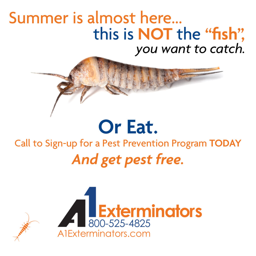 A1Exterminators A1 Social Ad 2024 AlmostSummer Silverfish
