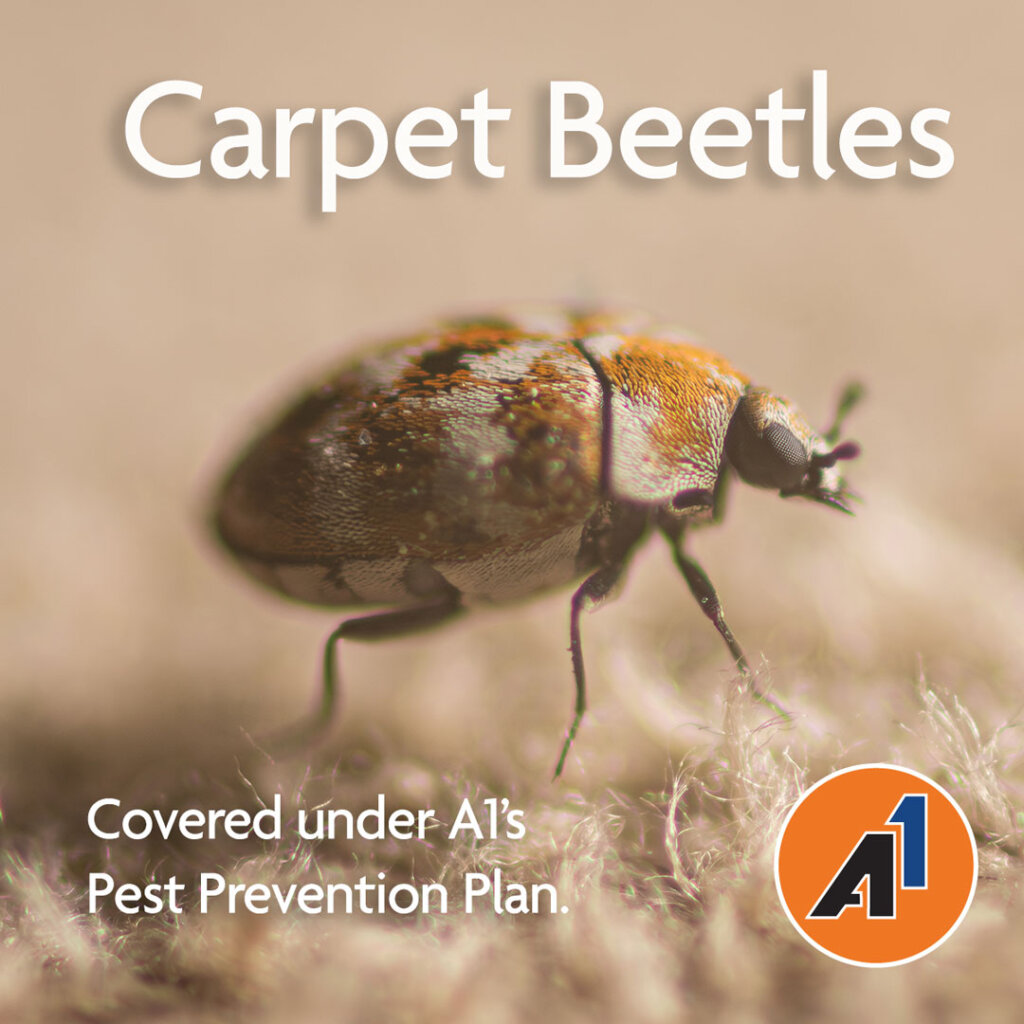 A1Exterminators Carpet Beetle 2053197823 1080