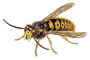 Common Yellow Jacket A1Exterminators CommonYellowJacket