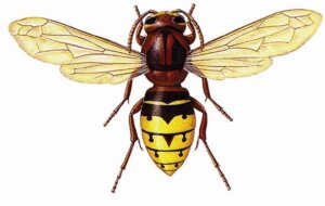 European Hornet A1Exterminators EuropeanHornet
