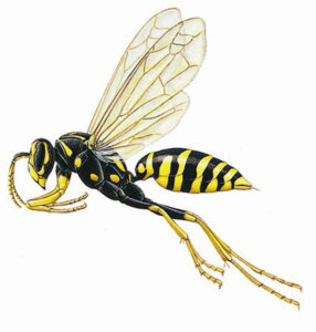 Wasps A1Exterminators PaperWasp