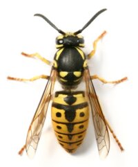 Wasp Wasp