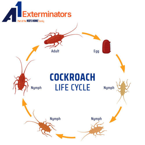 Cockroach-Life-Cycle_A1